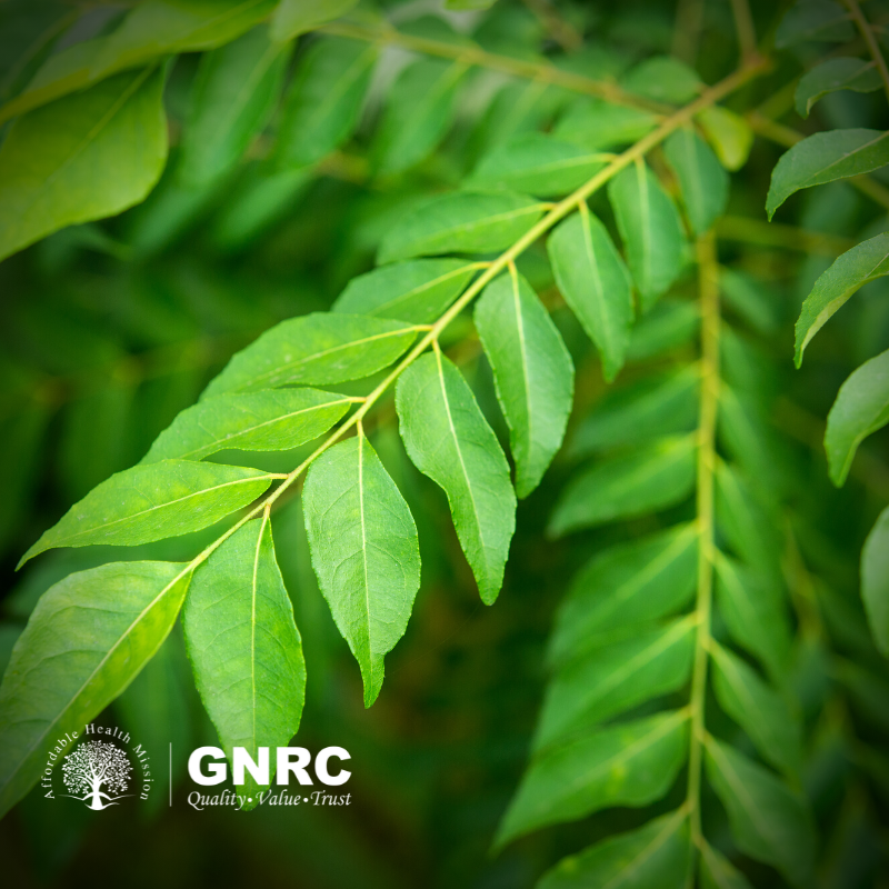 health benefits of curry leaves gnrc