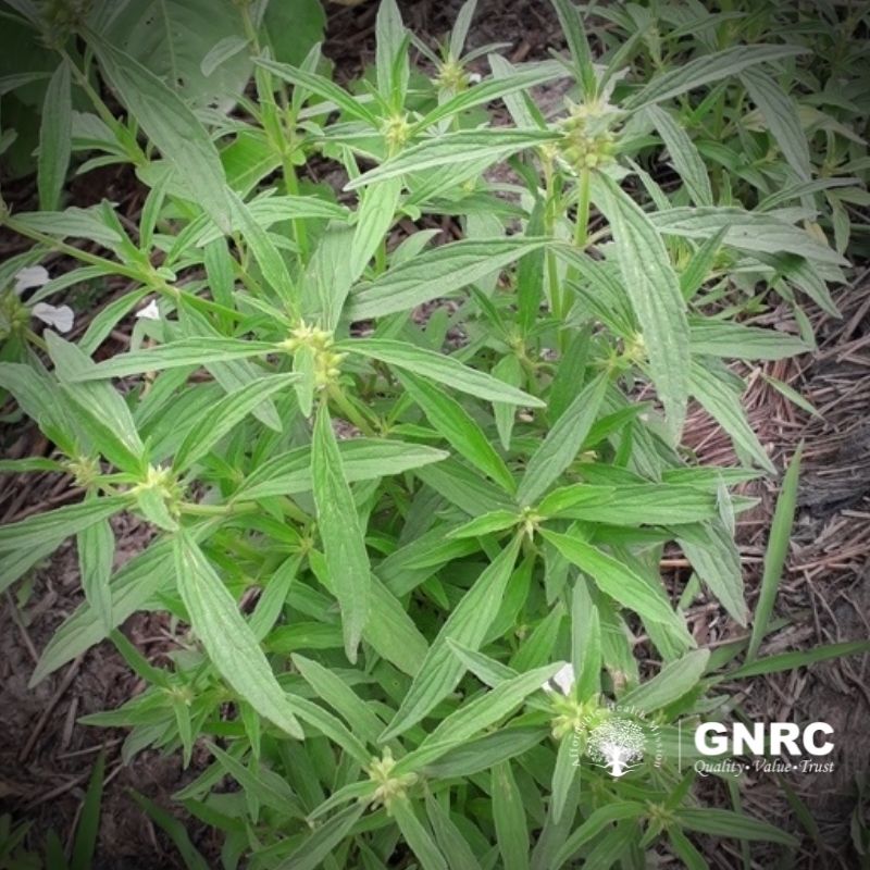 Leucas plant / Durun bon health benefits gnrc